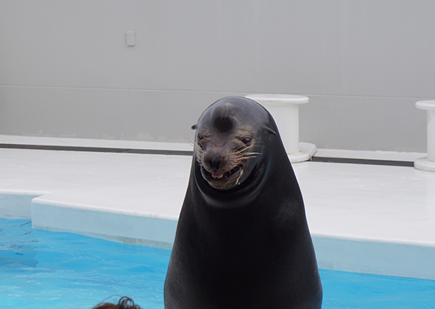 鴨川シーワールドのアクセス 駐車場やシャチショー チューリッヒ