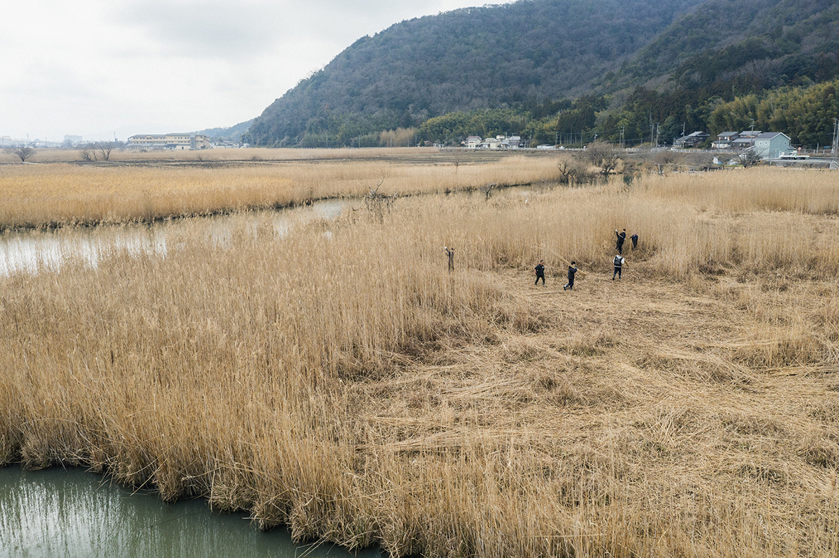 西の湖周辺には美しいヨシ原が約100haあるという。2月はヨシ刈りの季節。この時期にきちんと刈取りをすることで良質なヨシが収穫できる。
