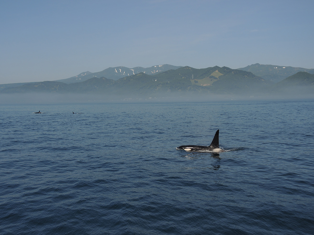 「海の王者」と言われるシャチ。知床の羅臼沖では春から夏にかけてその姿を見ることができる。シャチもまた流氷が育む豊かな海に支えられている。