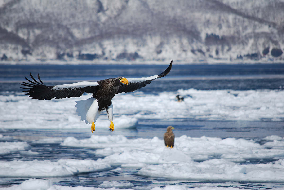 翼を広げると２m以上にもなる大型の猛禽オオワシは、流氷の上でじっと海面を見ながら魚を探す。彼らにとっても流氷は大切な狩りの場なのだ。