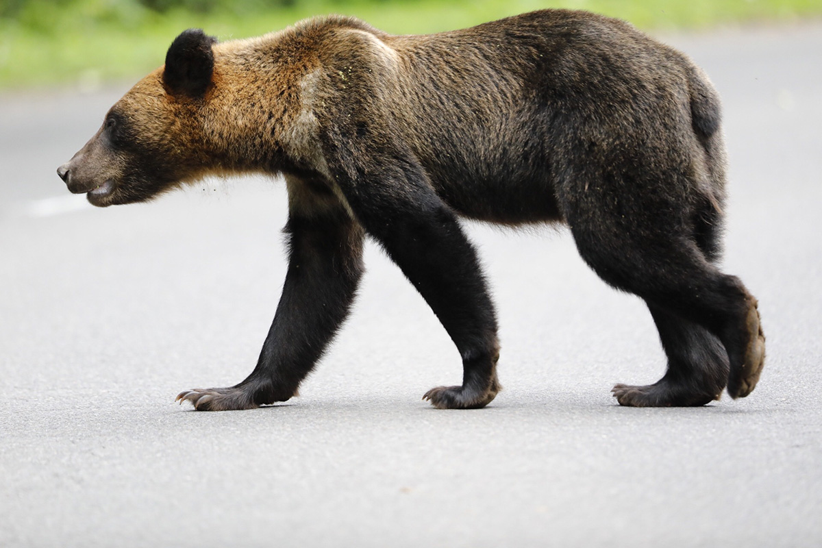 知床の車道に現れた、げっそりと痩せたヒグマ。サケや木の実などが減り、森で食べるものがなくなると、やむをえず人間が暮らす地域に出てきてしまうこともある。