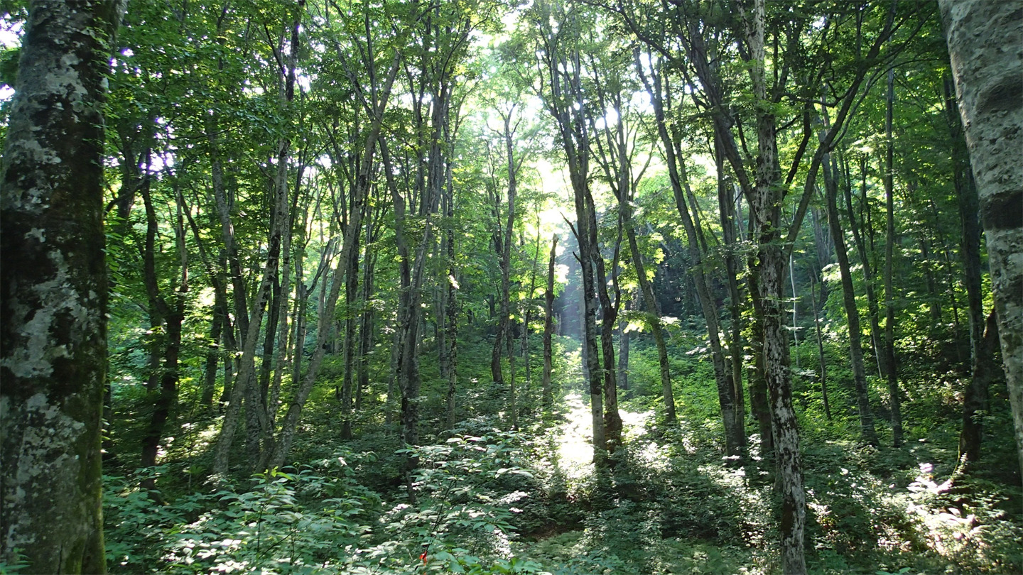過去に伐採された形跡のないブナ遺伝資源保存林。県道、岩崎・西目屋・弘前線（白神ライン）赤石大橋北側に位置する。