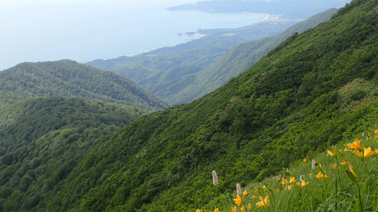 夏の白神山地。鮮やかな新緑が深い緑に変わっていく夏シーズンは登山もおすすめ。黄色い花は高山植物のニッコウキスゲ。