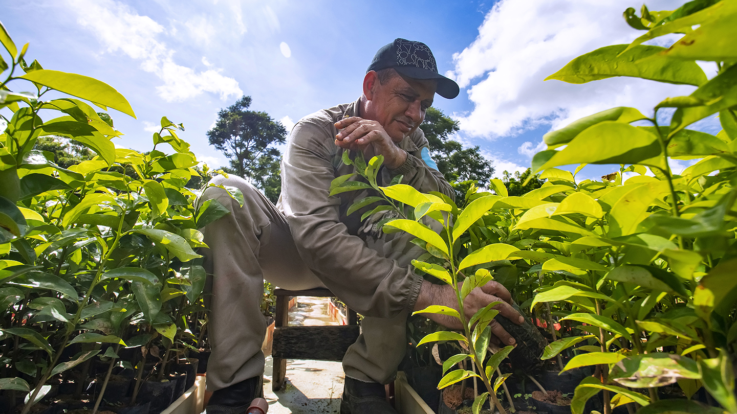 「Zurich Forest プロジェクト」で植樹するための苗を管理する様子