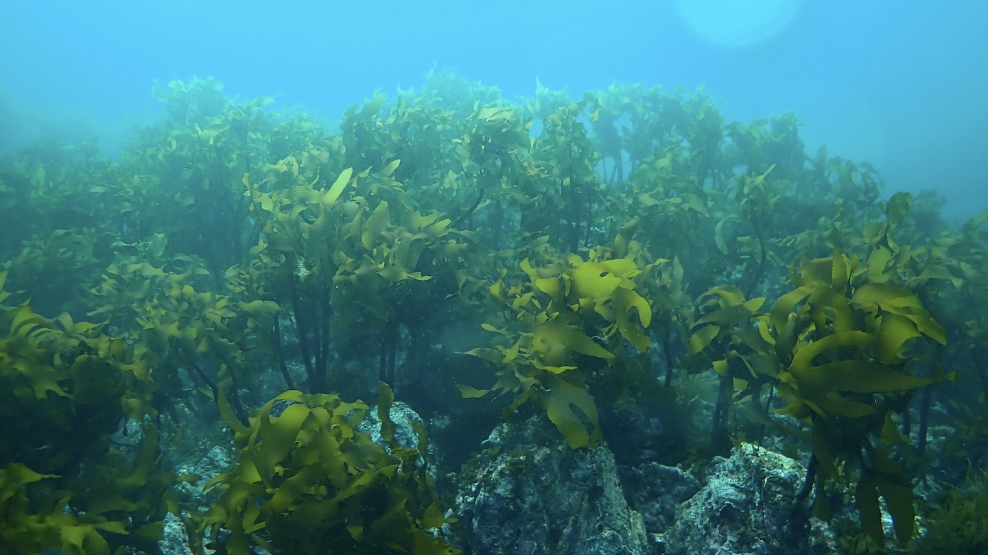健やかに育った海草や海藻。小さな海の生き物の生息場であり、水質改善やCO2吸収などの役割も担う。こうした藻場が十分あることで、海の生態系は健全に保たれる。写真提供／三重県水産研究所