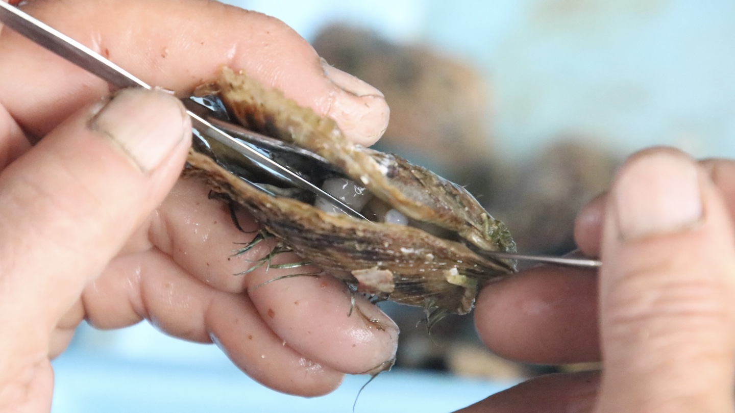 アコヤガイに抱かれて育つ真珠。英虞湾は夏と冬の寒暖差がしっかりとあり、特に冬の低水温期に真珠層がゆっくりと形成されることで、光沢や巻きの厚みが増し、より美しい真珠が育つとされている。写真提供／志摩市