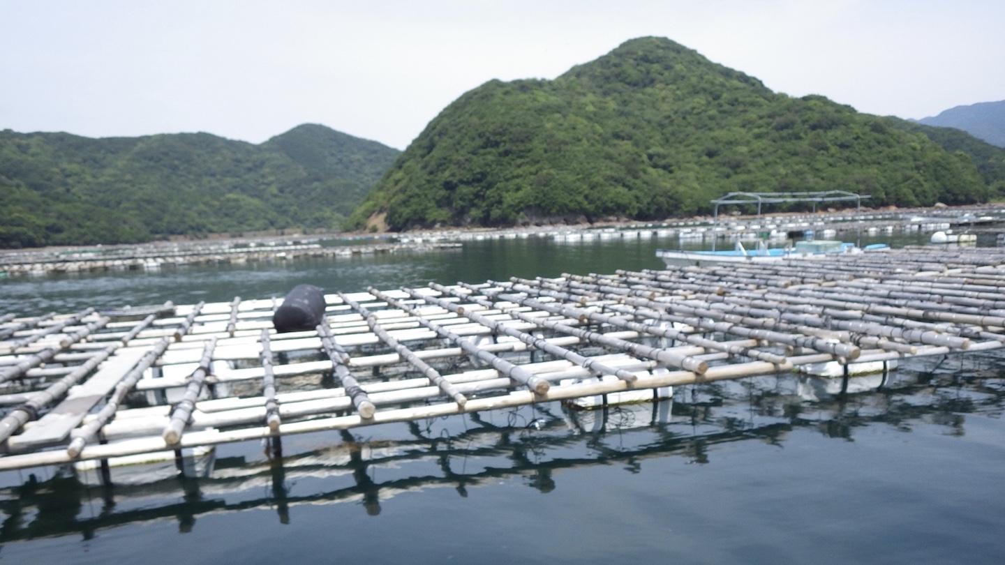 英虞湾は元々、天然真珠の産地だった。明治時代半ばに真珠養殖の基礎が確立されると、地域を代表する産業として急成長。内湾に養殖筏が浮かぶ様は、志摩の原風景となっている。写真提供／志摩市