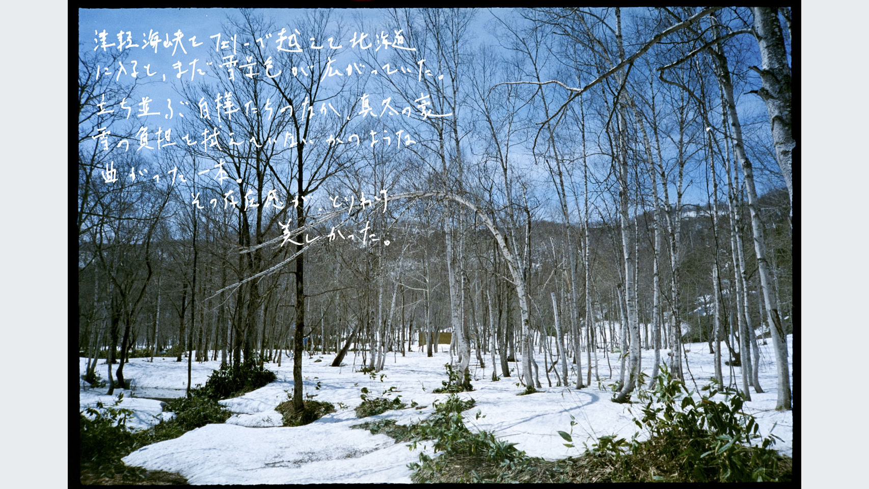 津軽海峡をフェリーで越えて北海道に入ると、まだ雪景色が広がっていた。立ち並ぶ白樺たちのなか、真冬の豪雪の負担を拭えていないかのような曲がった一本。その存在感がとりわけ美しかった