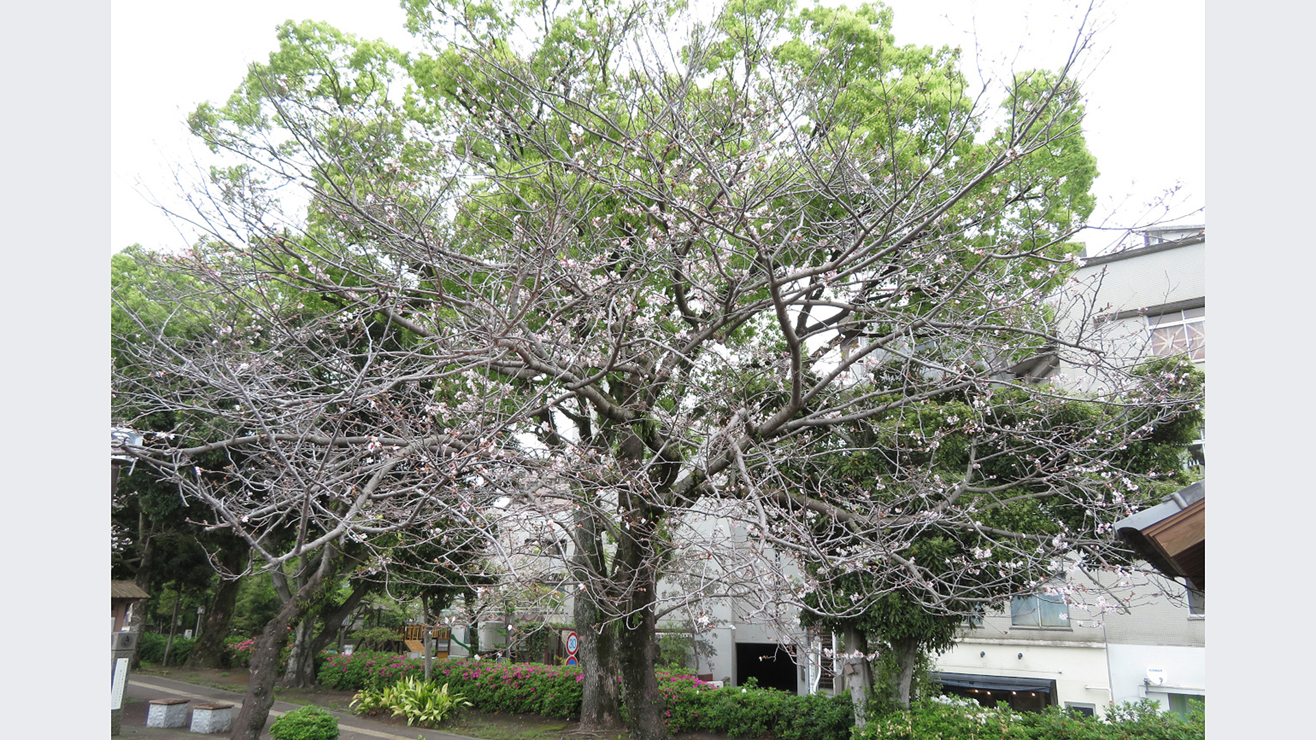 異常気象により満開にならなかった‘染井吉野’の様子（写真提供：勝木俊雄）