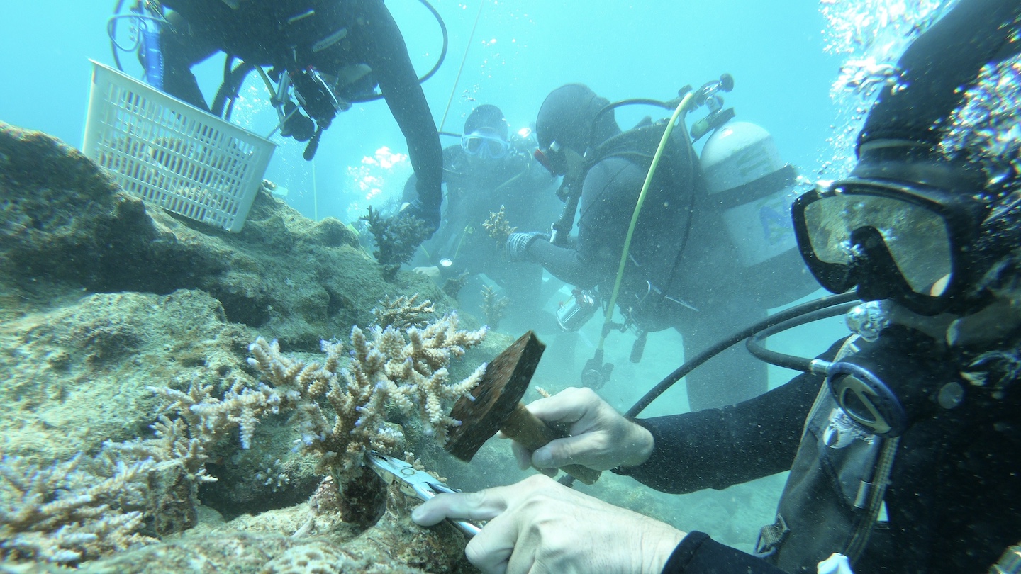 恩納村海域で養殖したサンゴの苗を岩盤に植え付けする様子。