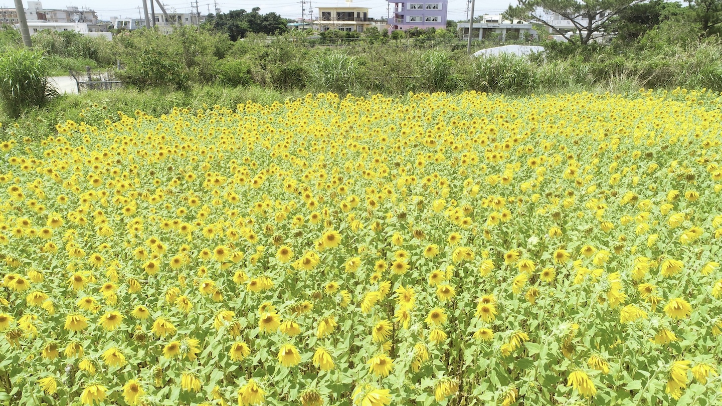畑に花の種をまき、植物で土壌をカバーすることで赤土の流出を抑制する「緑肥カバークロップ」。花が咲くことで景観向上や観光資源化にも繋がる。